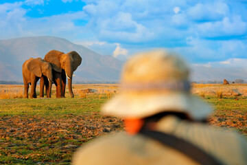 Obraz na płótnie Canvas Photographer with Elephant in the grass, blue sky. Wildlife scene, elephant in habitat, Moremi, Okavango delta, Botswana, Africa. Man in nature, blue sky with clouds.