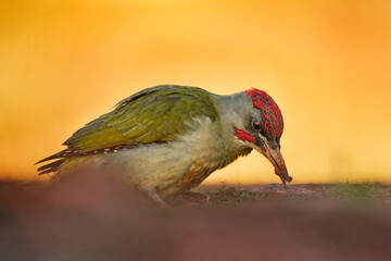 Iberian green woodpecker, Picus sharpei, medium-sized woodpecker endemic to the Iberian peninsula, Spain in Europe. Woodpecker in the green grass, evening orange sunset. Green bird with red cap.