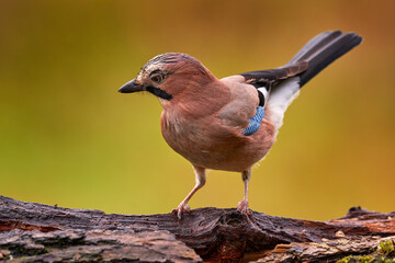 Orange leaves with beautiful bird. Portrait of nice bird Eurasian Jay, Garrulus glandarius, with orange fall down leaves and morning sun during orange autumn.