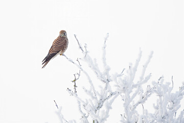 A female common kestrel (Falco tinnunculus) perched on a branch with snow ready to hunt mice.