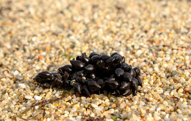 Cuttlefish eggs in the sand.