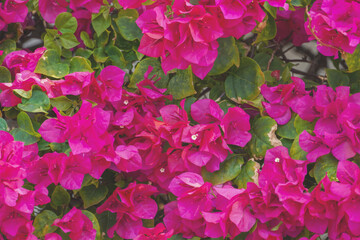 Obraz premium Bougainvillea flower for abstract background, flower nature background. 