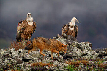 Golden jackal, Canis aureus, feeding scene on rock with vultures, Eastern Rhodopes. Wild dog behaviour scene in nature. Mountain animal in the habitat. Bulgaria wildlife, Balkan in Europe.