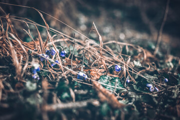 First flowers in a Spring forest 