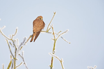 A female common kestrel (Falco tinnunculus) perched on a branch with snow ready to hunt mice.