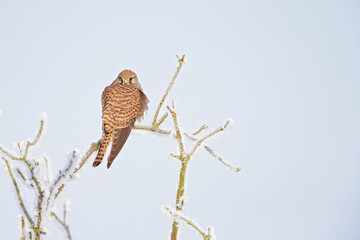 A female common kestrel (Falco tinnunculus) perched on a branch with snow ready to hunt mice.