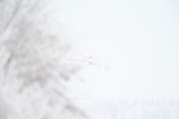 A white morph common buzzard (Buteo buteo) perched in a snowy tree.