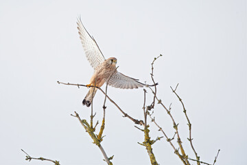 A common kestrel taking off from a branch.