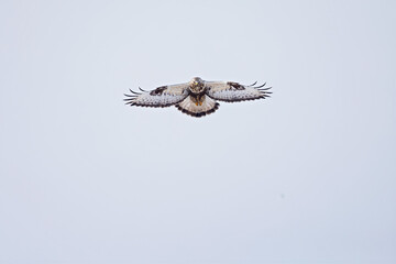 A rough-legged buzzard hovering in search for prey