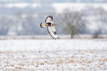 A rough-legged buzzard hunting in flight in search for prey
