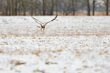 A rough-legged buzzard hunting in flight in search for prey