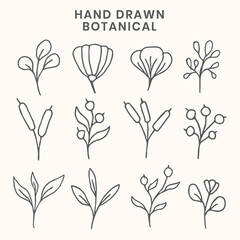hand drawn botanical element vector