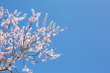 A sprig of a blossoming almond tree with white flowers is set against a blue sky and flying birds out of focus. Copy space.