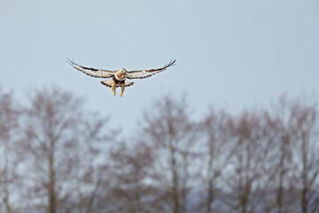 A rough-legged buzzard hovering in search for prey