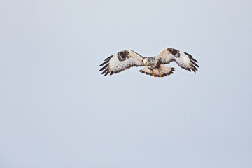 A rough-legged buzzard hovering in search for prey