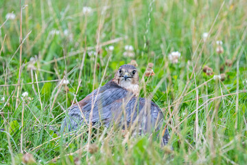 A merlin (Falco columbarius) mantles (conceals) its catch from other birds
