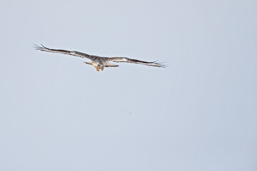 A rough-legged buzzard hovering in search for prey