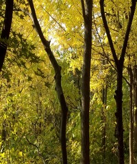 Colourful and beautiful autumn trees and the leaf with sunlight