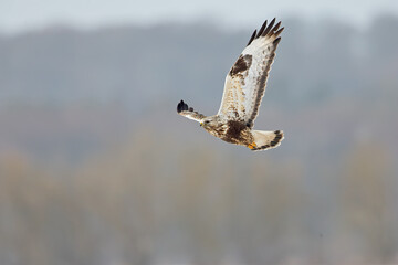 A rough-legged buzzard hunting in flight in search for prey
