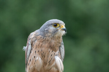 Close up view of a a kestrel (Falco tinnunculus) on a perch