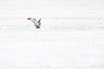 Fototapeta na wymiar A rough-legged buzzard (Buteo lagopus) catching a mouse in a snowy meadow.