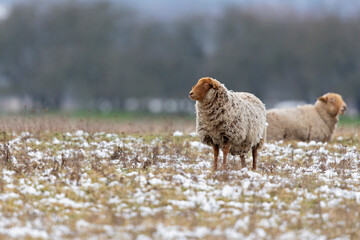 A group of sheep foraging in a meadow with snow.