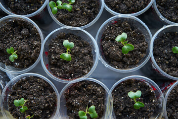 Cabbage seedlings in a pot at the balcony top view