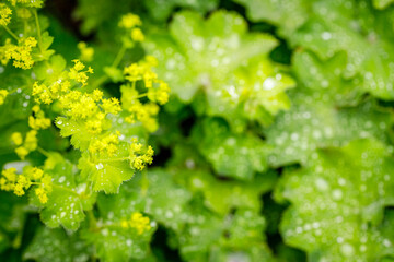 Alchemilla vulgaris green leaves
with rain drops in summer garden. Alchemilla mollis or garden lady's-mantle plant. 