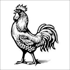 engraved line drawing roosters on linen fabrics. rooster design for textile printing, logo, wallpaper 