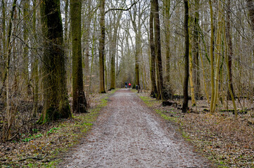 Bicyclists on a forest path in spring