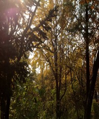 Beautiful view of the autumn trees and the coloerful leaf