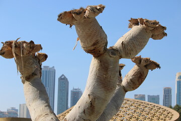 Tree like a camel