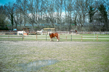 Horses playing on a paddock
