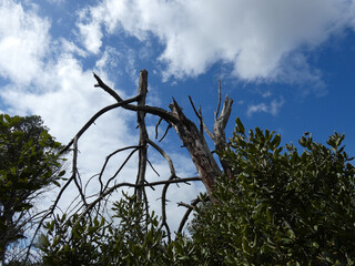 Albero