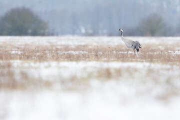 Common crane (Grus grus) foraging in a meadow with snow.