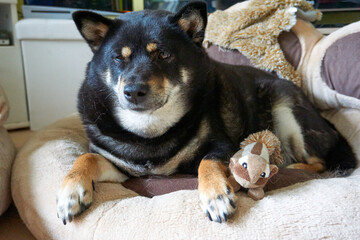 tired shiba inu lies in his bed with a cuddly toy