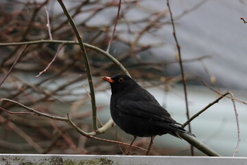 Amsel auf dem Zaun