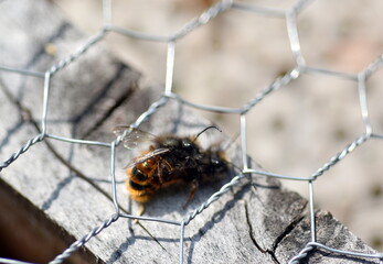Gehörnte Mauerbienen bei der Paarung