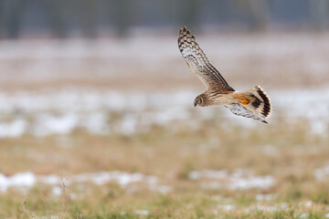 A female hen harrier (Circus cyaneus) flying low and hunting for prey.