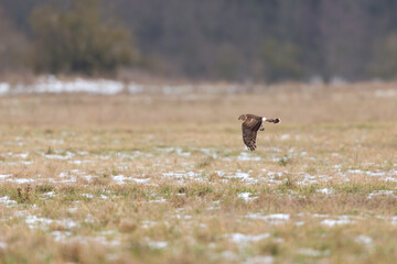 A female hen harrier (Circus cyaneus) flying low and hunting for prey.