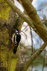 Great spotted woodpecker looking for some beatles