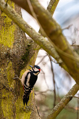 Great spotted woodpecker looking for some beatles