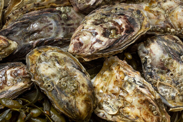 Fresh raw Pacific oyster, Japanese oyster, close up © Picture Partners