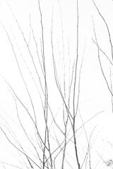 tree branches - black and white background