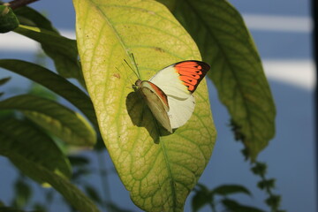 butterfly on a leaf