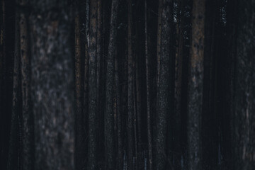 scary night forest. dark wood background.