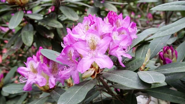 Blossoming flowers rhododendron in the  Minsk a botanical garden, nature background.
