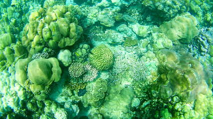 Underwater  tropical coral reef landscape in the deep blue ocean sea