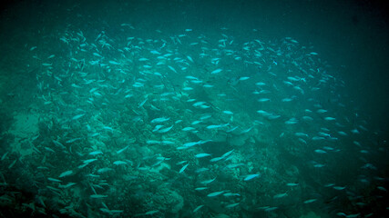Fototapeta na wymiar Underwater deep blue ocean sea, a lot of fish swimming in the sea.