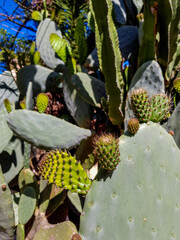 traditional mallorquin prickly cactus